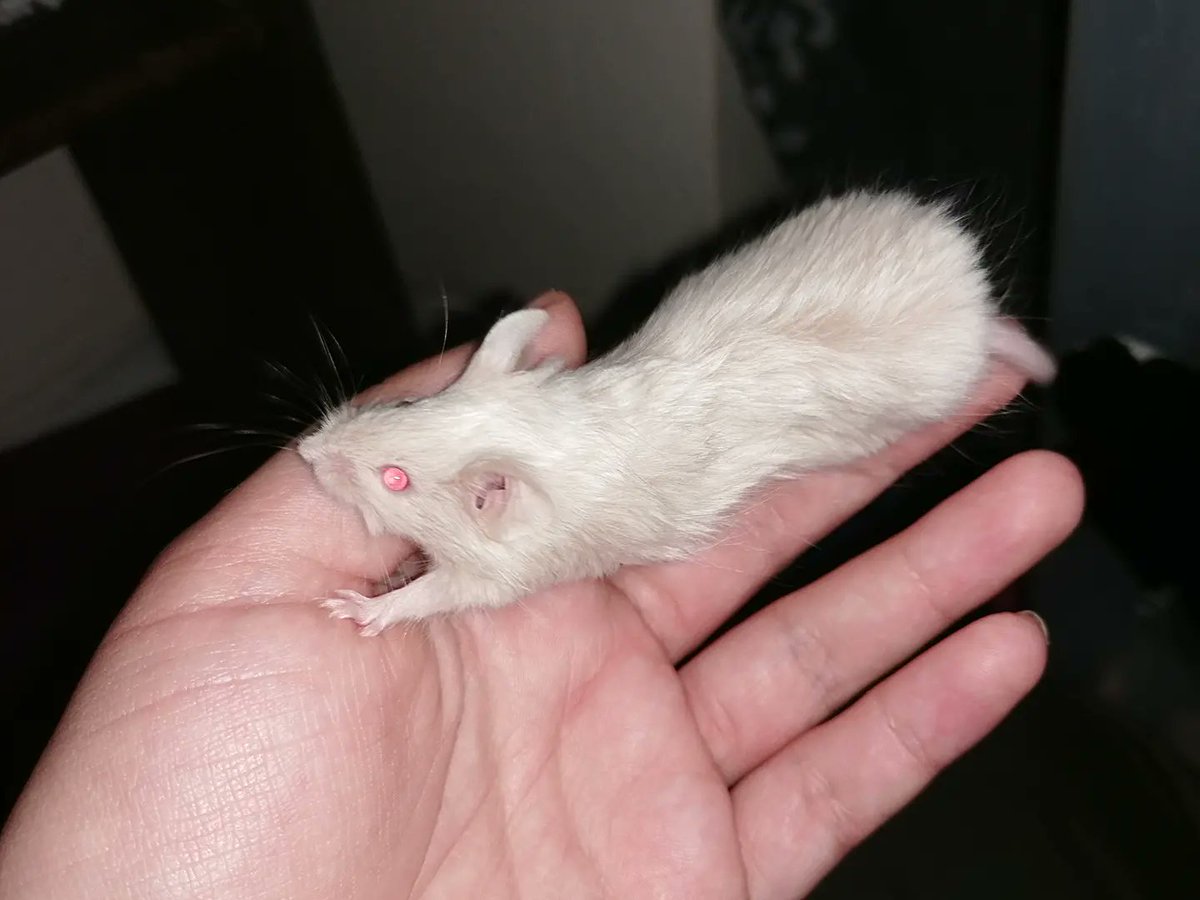 MouseryRainbow's tweet photo. Cotten &amp; Linen, our 5 week old babies with the longest hair. Yes, I'm beyond in love with these two 😍😂 https://t.co/SsDfUEVV8c