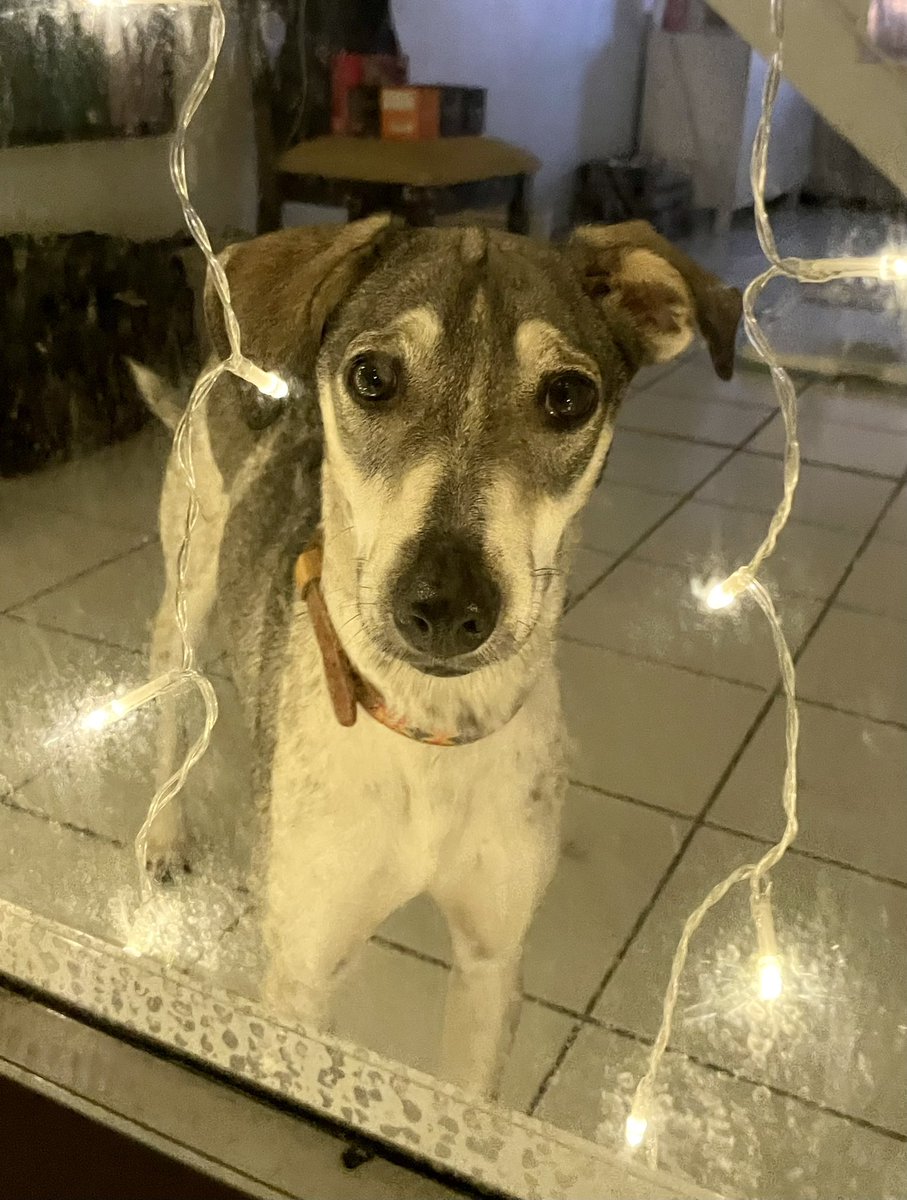 vanemullet's tweet photo. 🎼🎼It's beggining to look a lot like Christmas...🎼🎼 🦴🐾🐶
#Xmas #Christmas #Navidad #holidays2021 #HoHoHo #perros #puppy #dog #cachorro #pet #sato #mutt #prdog #petadoption #AdoptDontShop https://t.co/bCu2mP8Rw8