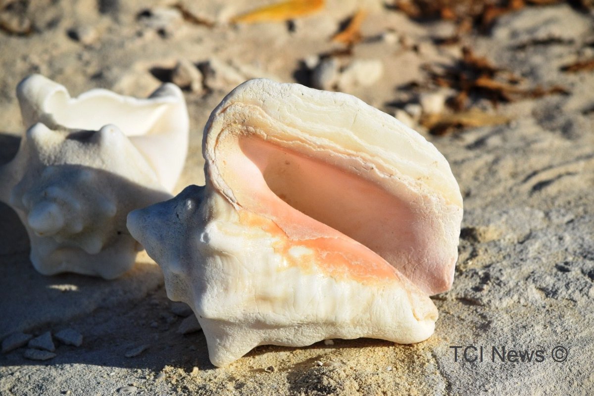Weather forecast for the #TurksAndCaicos Islands for Thursday, November 18, 2021: mainly sunny and beautiful. Breezy in the morning. High 29°C/84°F. CO2 at 414.55 ppm on November 16th. 🇹🇨😷 #VaccinateTCI