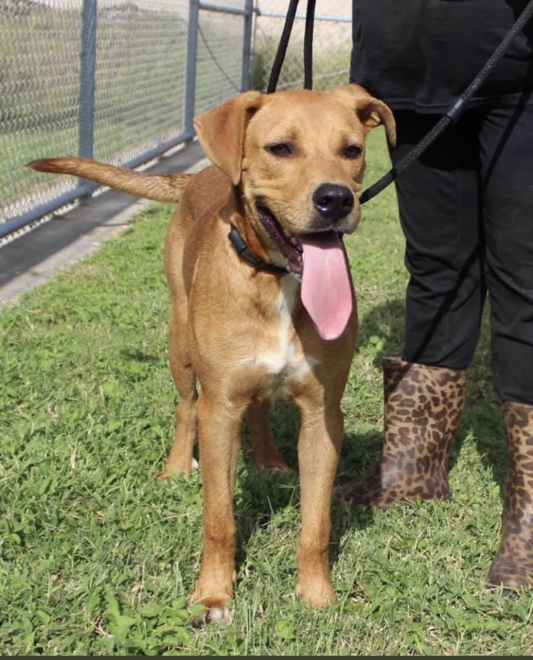 Yasmin_theCat's tweet photo. If youβre interested in rescuing, fostering or adopting sweet and playful GUNNER, call the shelter at 361-826-4606/4633 AND email at ccacsrescues@cctexas.com.
Their hours are 1PM-4:30PM, Monday-Saturday for adoptions.
Please hurryβΌοΈ Gunnerβs time is running out! πππ https://t.co/VfUNKd0gX6
