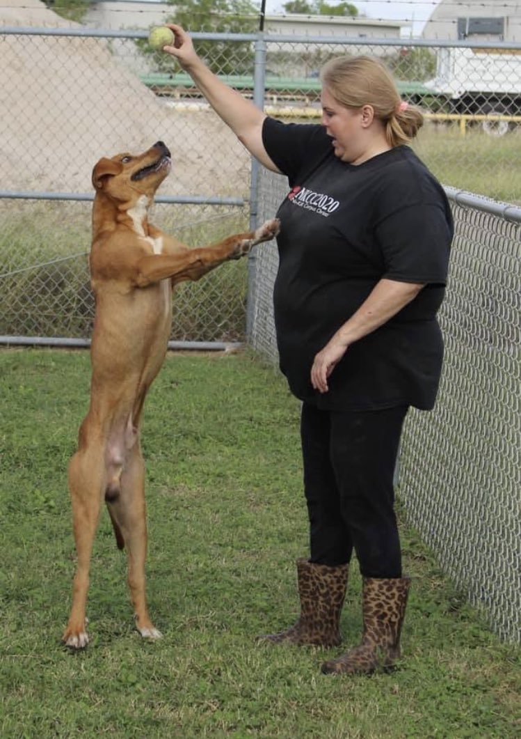 Yasmin_theCat's tweet photo. If youβre interested in rescuing, fostering or adopting sweet and playful GUNNER, call the shelter at 361-826-4606/4633 AND email at ccacsrescues@cctexas.com.
Their hours are 1PM-4:30PM, Monday-Saturday for adoptions.
Please hurryβΌοΈ Gunnerβs time is running out! πππ https://t.co/VfUNKd0gX6