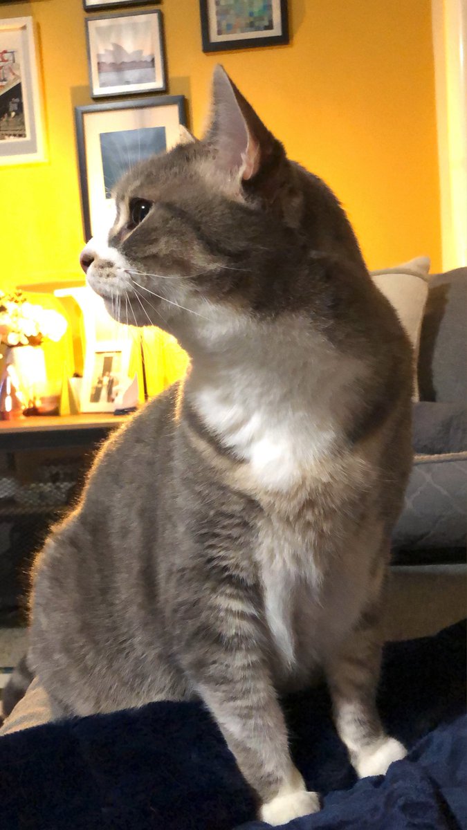 madamekirk's tweet photo. This is the bum who decided to put on a show during my Zoom class tonight. While I was “live”, he came into my living room to vomit while positioned centre frame behind me. I wasn’t trained for this in my learn to teach online PD course! #OnlineTeaching #Academia #Cats #ZoomCat https://t.co/3QJsS1j11g