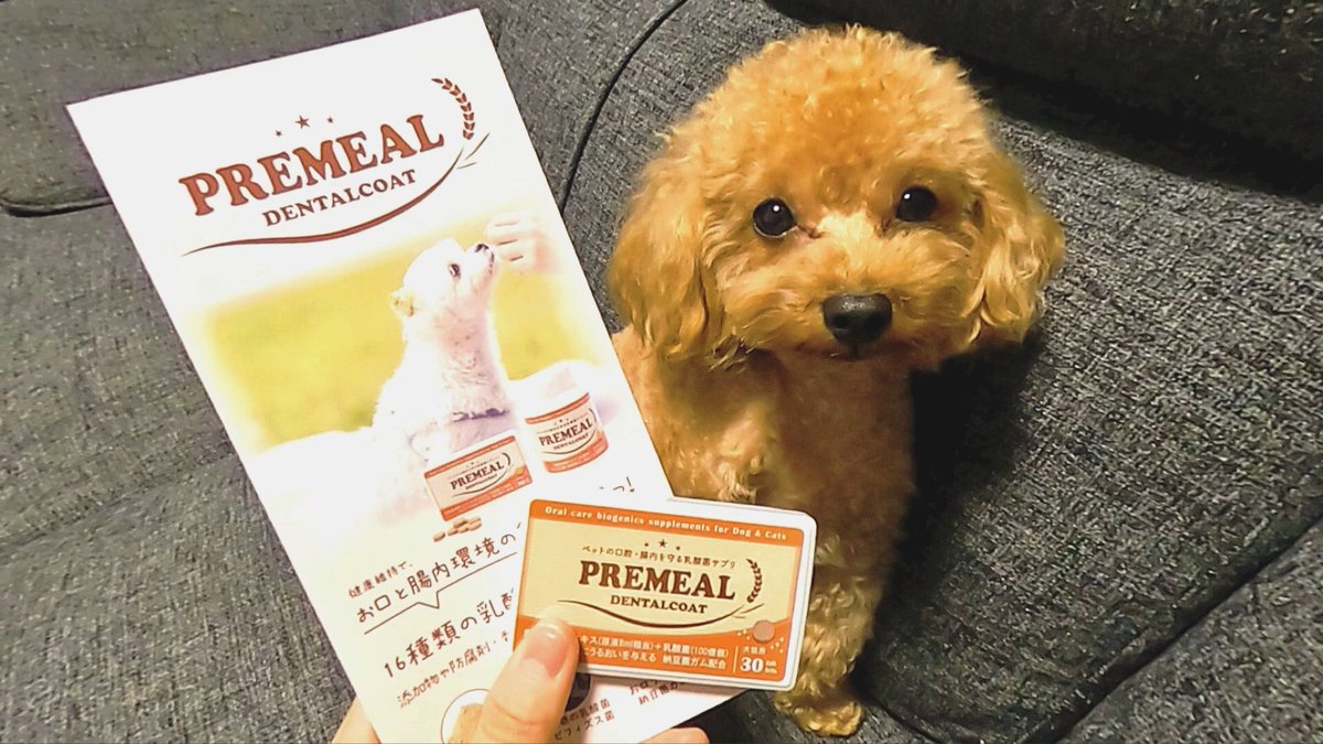 kiki40393017's tweet photo. お口の臭いや犬の歯周病が気になっていて見つけたデンタルコート💕
好き嫌いが多くドッグフードを嫌がるうちの子でもそのまま食べられました😊
なによりも食品添加物が入っていないのが私的には◎です😊
#PREMEAL
#プレミール
#デンタルコート
#乳酸菌発酵エキス
#犬歯周病
#犬口臭 https://t.co/5hB8OdsOXH
