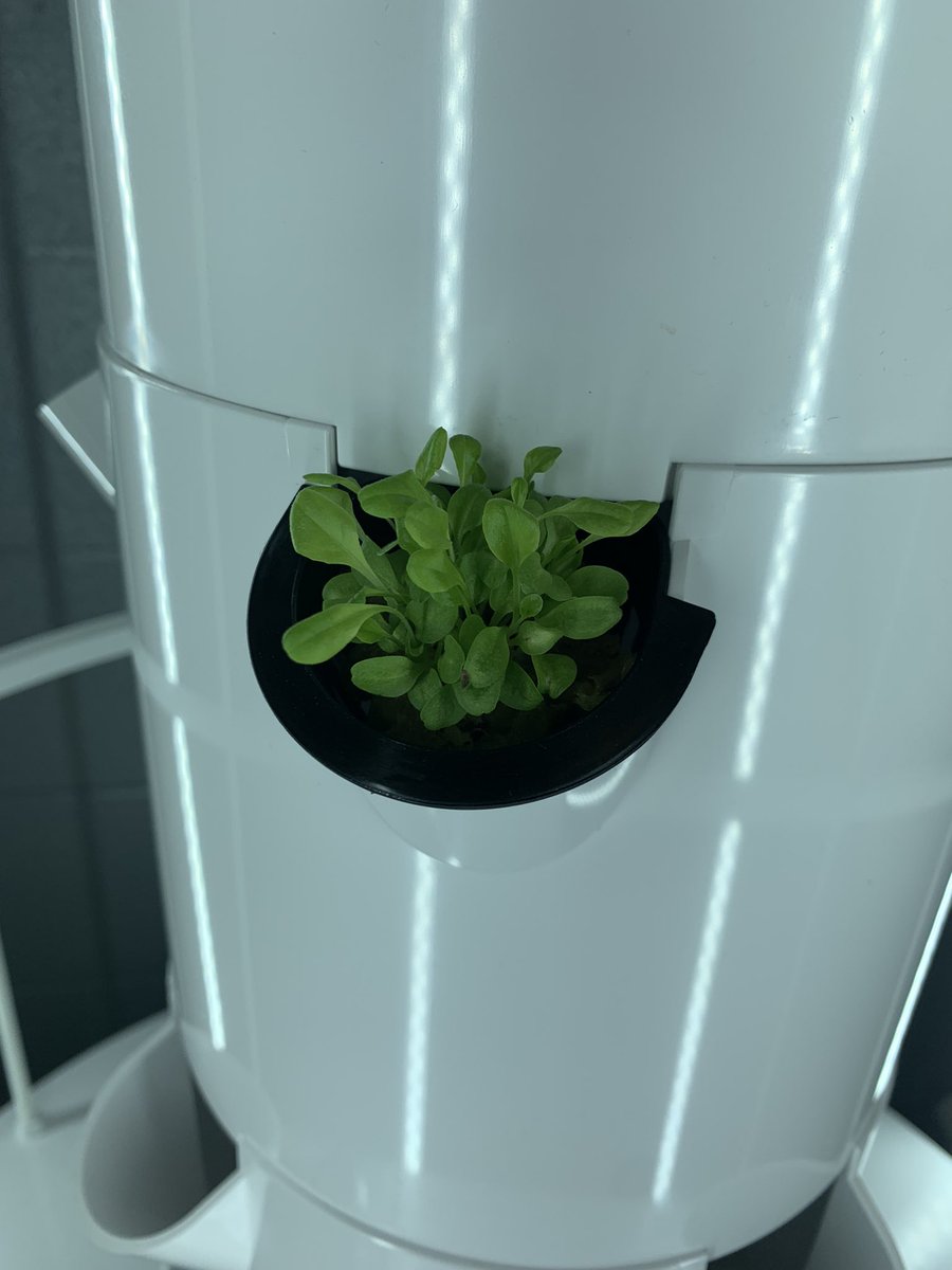 SCMSFCCLA's tweet photo. Received a grant for a hydroponic tower garden for my classroom! I’ve never seen middle schoolers so excited about eating vegetables! #TowerToTable #BeDifferent @SCMFalcons @RuCoCTE @rucoschools #RutherfordCountySoilConservation  #CommunityPartners https://t.co/LpUmIpXPuX