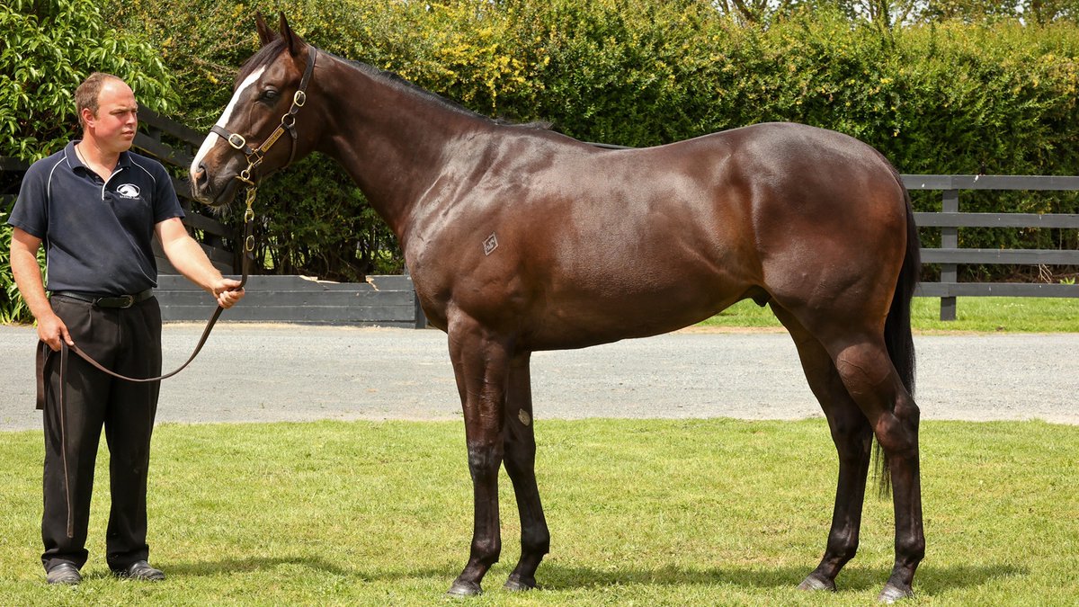 RiversleyPark's tweet photo. ✅SOLD #Lot204 War Decree x Miss Foxy Gal gelding sold to Upper Bloodstock🇭🇰for $225,000. Thank you and good luck with him #riverlseypark #wherechampionsaremade #readytorun https://t.co/VlJNSTX4JB