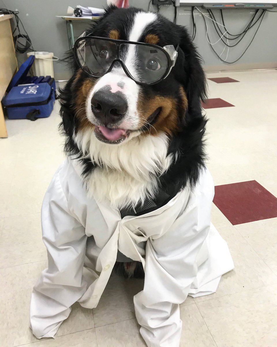 bunsenbernerbmd's tweet photo. What’s the difference between a dog and a marine biologist?
••••••••••••••••••••••••••••••••••••• One wags a tail and the other tags a whale.
🤣 https://t.co/Pe7la89gA7