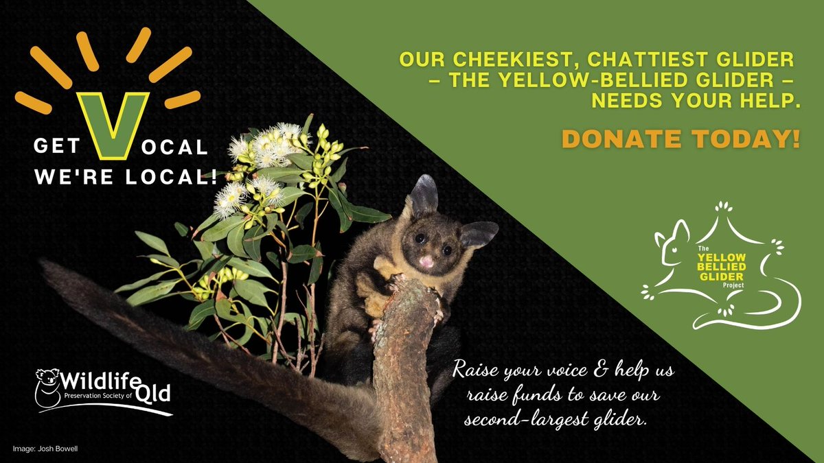 WildlifeQLD's tweet photo. This #Chistmas, raise your voice and help us raise the funds to prevent a cheeky Aussie chatterbox from being silenced forever. #yellout for the yellow-bellied glider. Donate today π https://t.co/4y2w01afEU
#christmasappeal #raiseyourvoice #threatenedspecies https://t.co/abQOOafFzM