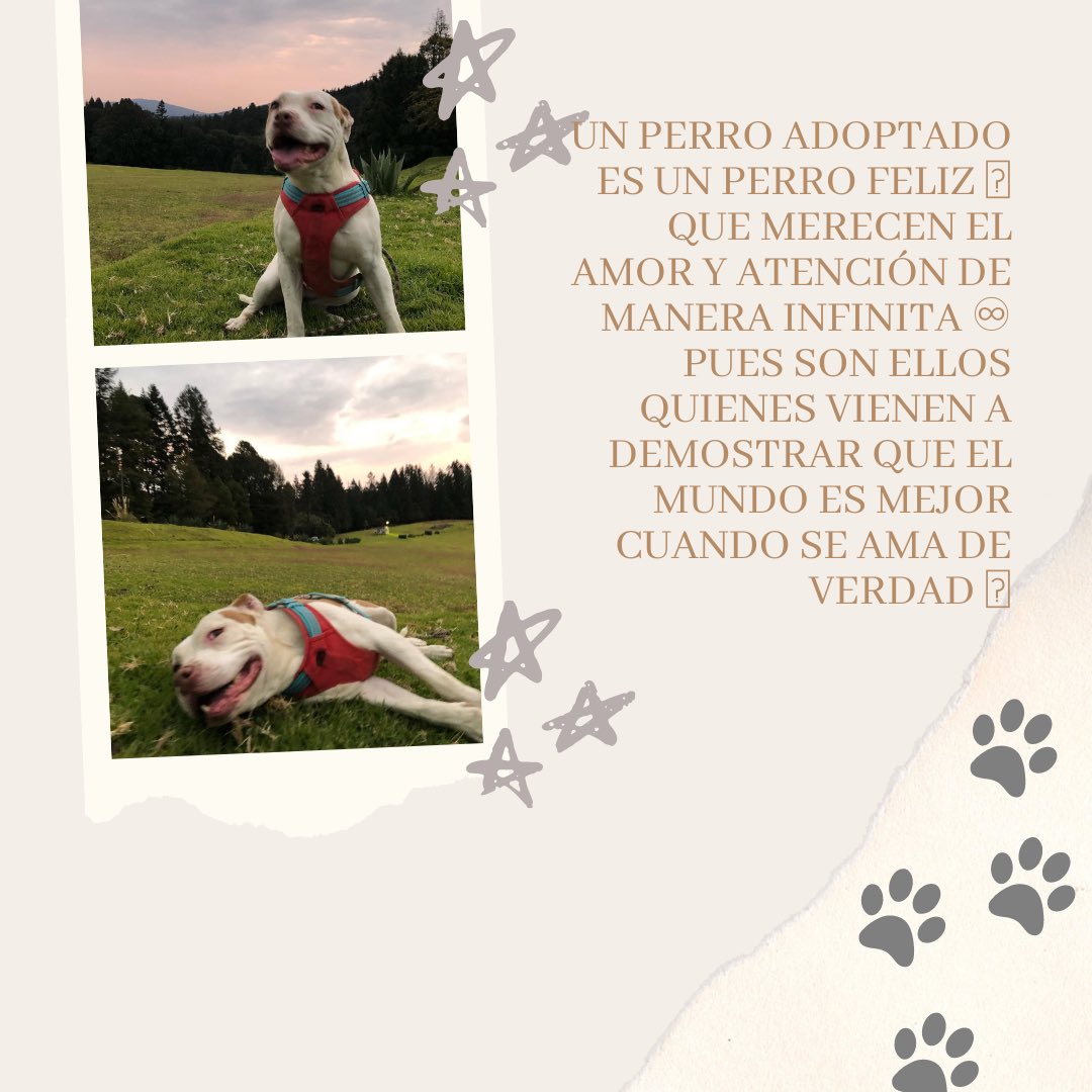 primero_perro's tweet photo. ¿Te gustaría adoptar o apadrinar?

Ingresa a las  siguientes ligas 

Adopta: https://t.co/c1ROWVFnKL

Apadrina: https://t.co/Yi56T4kPq5

#perrhijosmexico #adoptánocompres 
#adoptanocompres #mexico #perros #perritos #perrhijos #adoptamx #adoptanocompres #adoptaunperro https://t.co/FzNxlcgSuS
