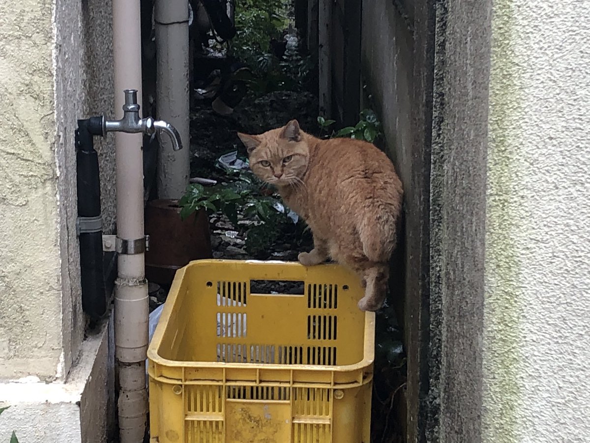 HIROMORITATOKYO's tweet photo. 昼猫🐈
#gato #chat #mao #kazte #kedi #고양이 #বিড়াল #बिल्ली #猫 #Кот #قط #Kat #Katt #Paka #แมว #Kissa https://t.co/GcECKcPdn3