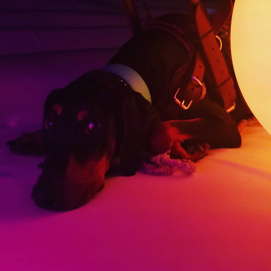 Blue_Down_Under's tweet photo. I have not posted in a hot minute so here, have a few artsy pics of Kleo. https://t.co/A0qNJ0AoCY