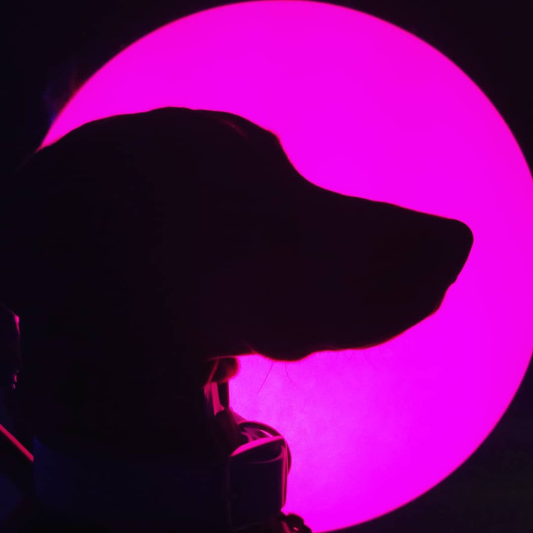 Blue_Down_Under's tweet photo. I have not posted in a hot minute so here, have a few artsy pics of Kleo. https://t.co/A0qNJ0AoCY
