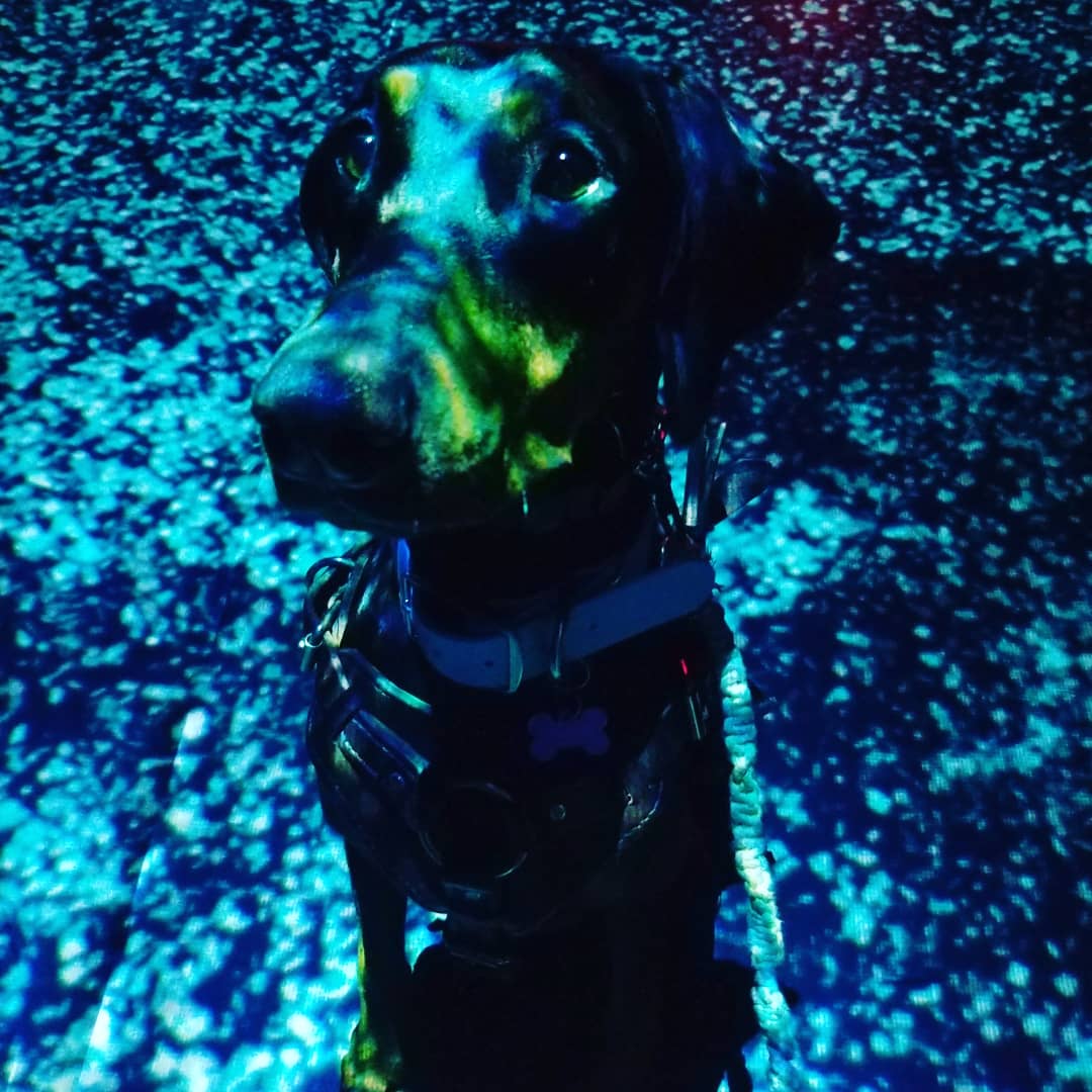 Blue_Down_Under's tweet photo. I have not posted in a hot minute so here, have a few artsy pics of Kleo. https://t.co/A0qNJ0AoCY