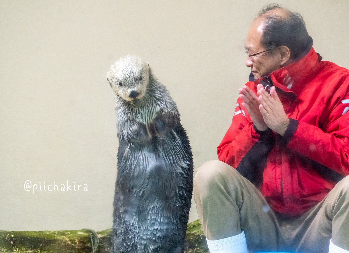 まだいろいろ練習中のラッコのキラちゃんがハイタッチ中にわからなくなって わー となっている動画 右手をあむあむ Togetter