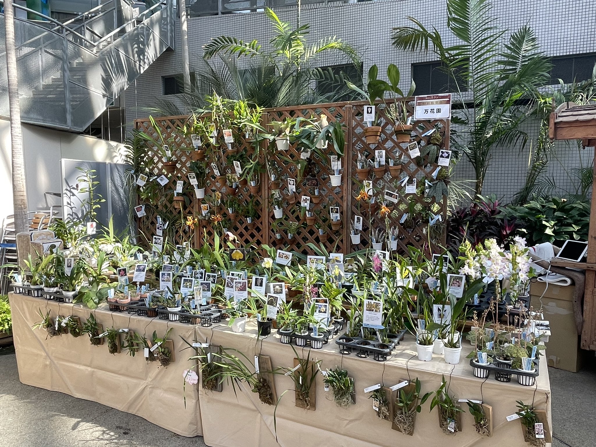 万花園 咲くやこの花館 でらん展やってます 久々に関西での蘭イベントですのでお越しください 万花園 咲くやこの花館 蘭展 T Co Hg3myhlrnu Twitter