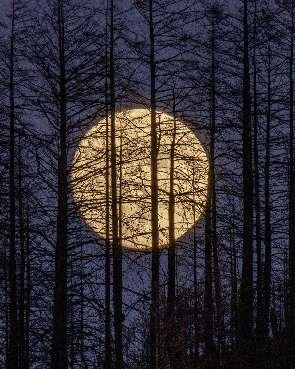 EricAdams321's tweet photo. Tonight’s nearly full Moon rising behind burned redwoods near Big Basin Redwoods State Park. #photography #bigbasinredwoods #redwoods #fullmoon https://t.co/iVzr1qyOWI