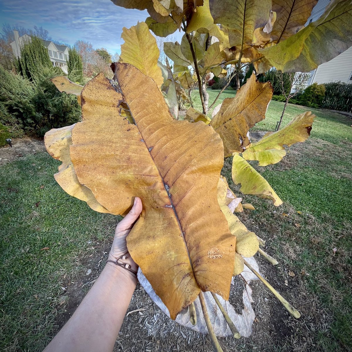 tracy_woods_'s tweet photo. I like big leaves. It's easy to see why this tree has the common name bigleaf magnolia. I first saw Magnolia macrophylla trees at the North Carolina Botanical Garden. The simple leaves are the largest of any native North American trees. #foliage #foliagefriday #itsnotfriday https://t.co/8hdKaINcCH