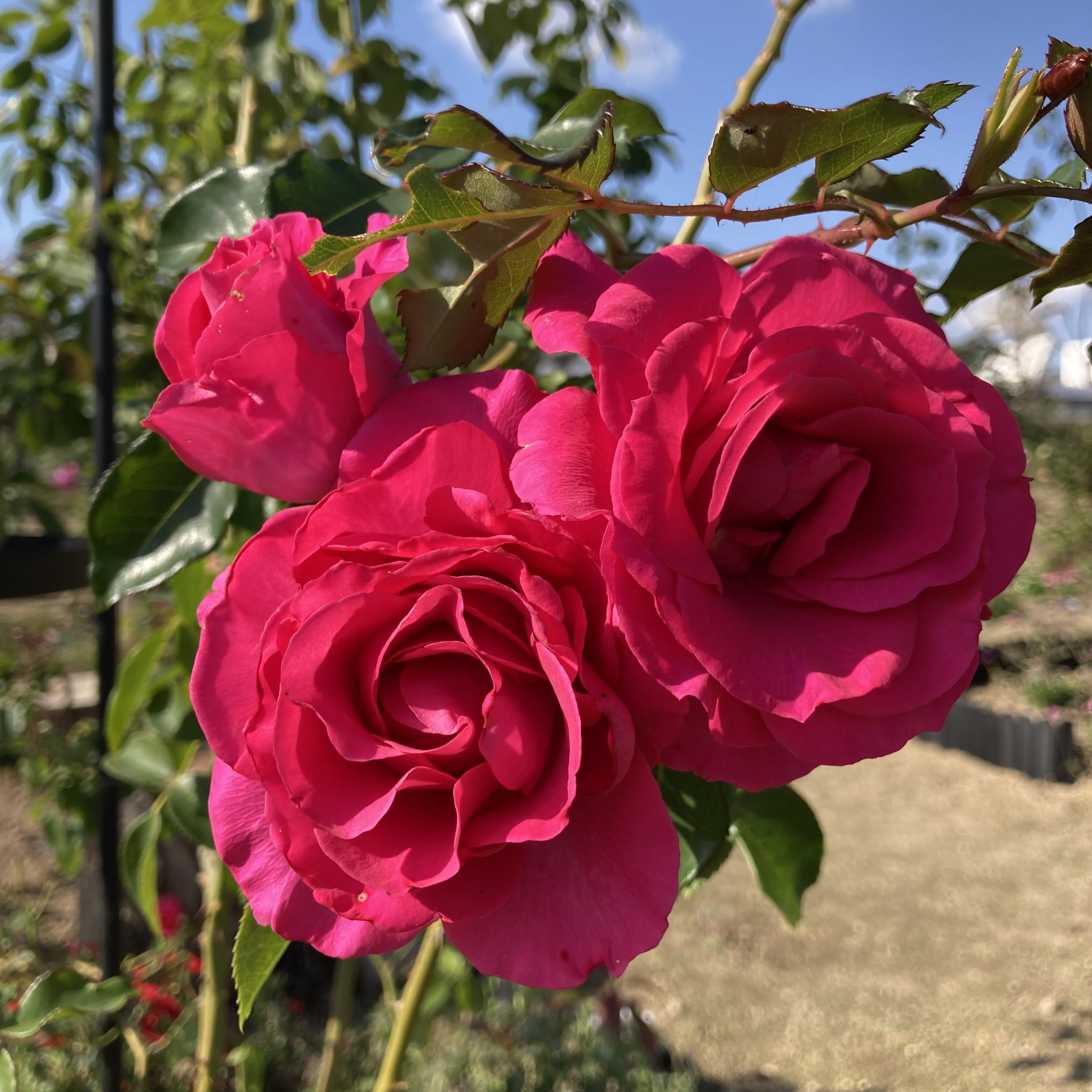 Rskバラ園 今日もいいお天気 Rskバラ園です ショッキングピンクの房咲きの花が 遠くからでもひときわ目を引く つるローズうらら が青空に映えています とげが少なく誘引しやすいオススメのつるバラ 花つきも良い人気品種です Rskバラ園