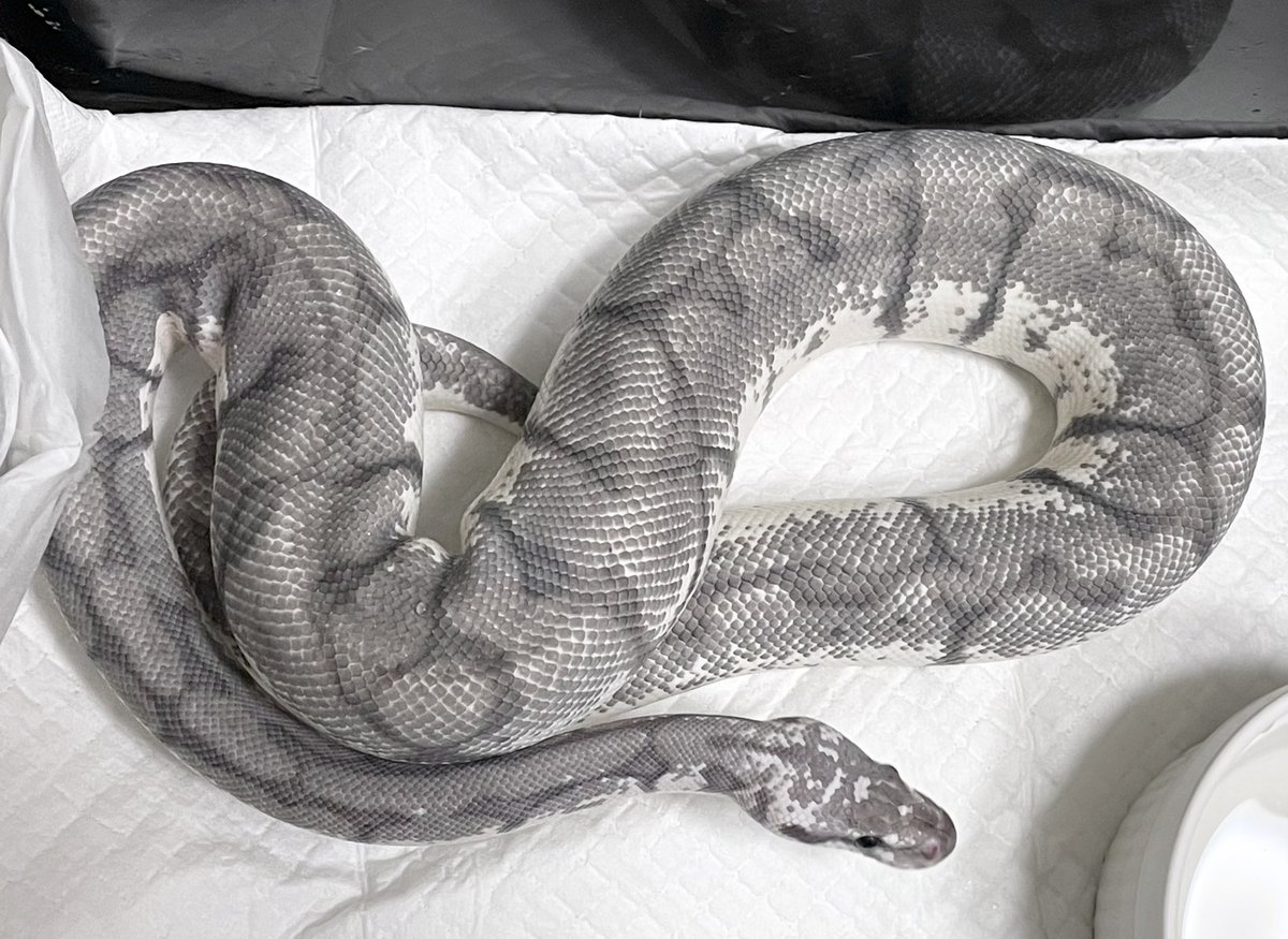 ballpython2019's tweet image. なんだか今日はグレーが濃くて綺麗な銀ちゃん🐍
画像2枚目、銀ちゃんを見てて「こういうよくわからない置物みたいなアートたまにあるよね」と感じた瞬間。
3〜4枚目スパイダー入ってるからかなかなか愉快でお茶目な銀ちゃん。
#ボールパイソン
#キラービー(?)