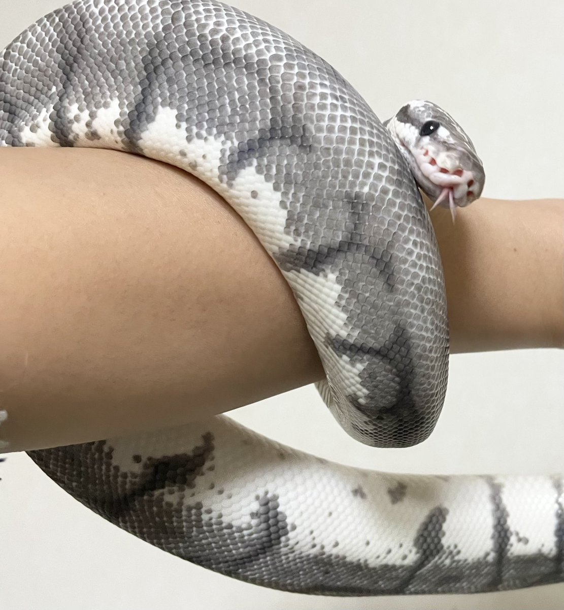 ballpython2019's tweet image. なんだか今日はグレーが濃くて綺麗な銀ちゃん🐍
画像2枚目、銀ちゃんを見てて「こういうよくわからない置物みたいなアートたまにあるよね」と感じた瞬間。
3〜4枚目スパイダー入ってるからかなかなか愉快でお茶目な銀ちゃん。
#ボールパイソン
#キラービー(?)