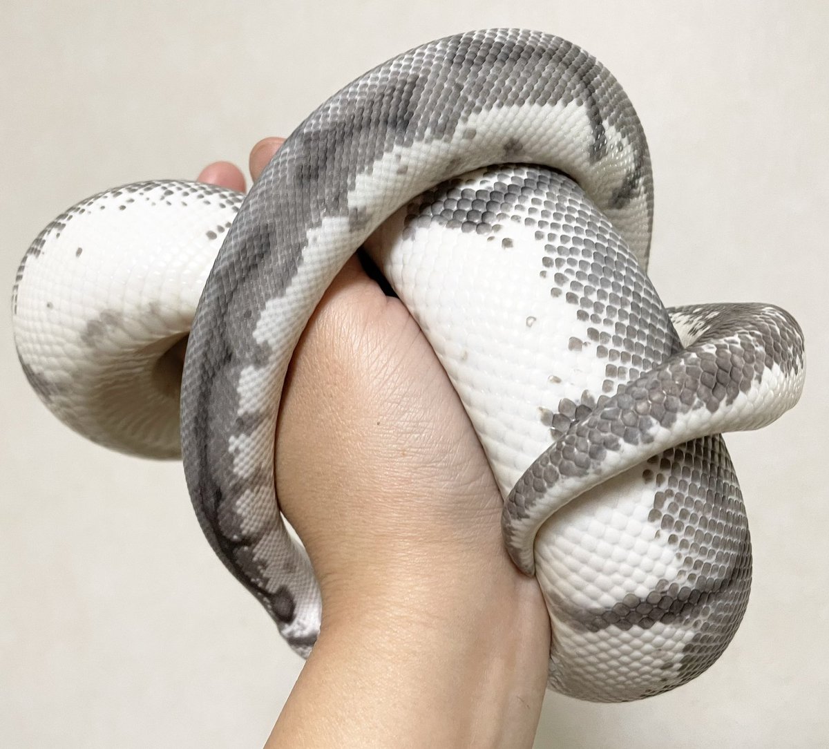 ballpython2019's tweet image. なんだか今日はグレーが濃くて綺麗な銀ちゃん🐍
画像2枚目、銀ちゃんを見てて「こういうよくわからない置物みたいなアートたまにあるよね」と感じた瞬間。
3〜4枚目スパイダー入ってるからかなかなか愉快でお茶目な銀ちゃん。
#ボールパイソン
#キラービー(?)
