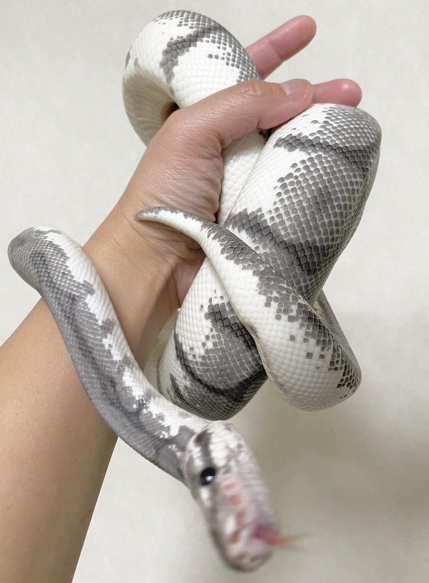 ballpython2019's tweet image. なんだか今日はグレーが濃くて綺麗な銀ちゃん🐍
画像2枚目、銀ちゃんを見てて「こういうよくわからない置物みたいなアートたまにあるよね」と感じた瞬間。
3〜4枚目スパイダー入ってるからかなかなか愉快でお茶目な銀ちゃん。
#ボールパイソン
#キラービー(?)