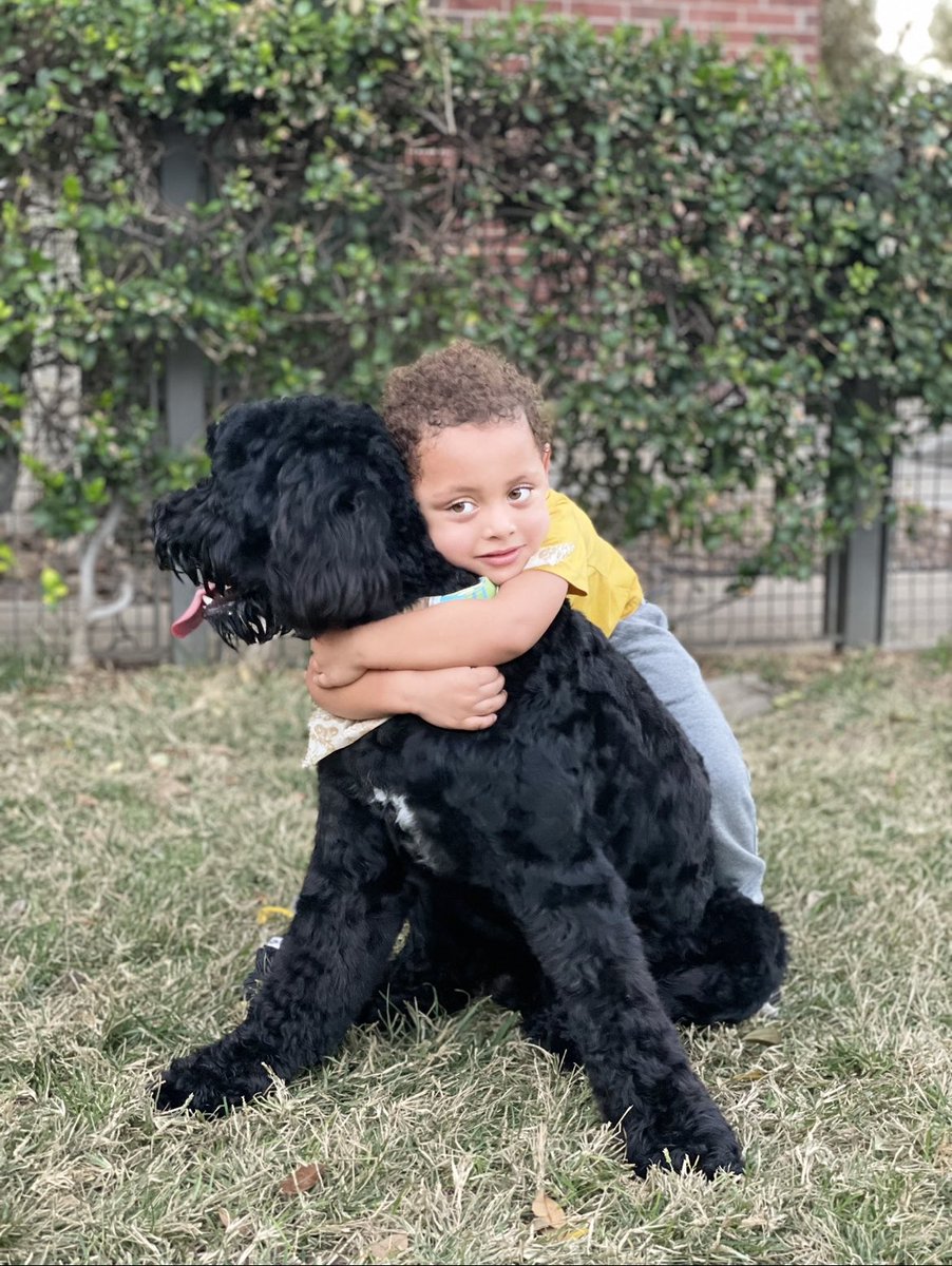 Wayne_World75's tweet photo. My little man’s best friend 🖤 #GoldenDoddles https://t.co/jQkqdPId0Z