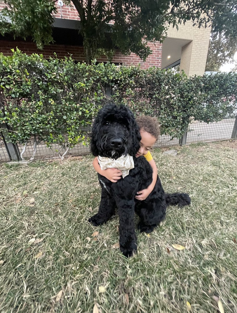 Wayne_World75's tweet photo. My little man’s best friend 🖤 #GoldenDoddles https://t.co/jQkqdPId0Z