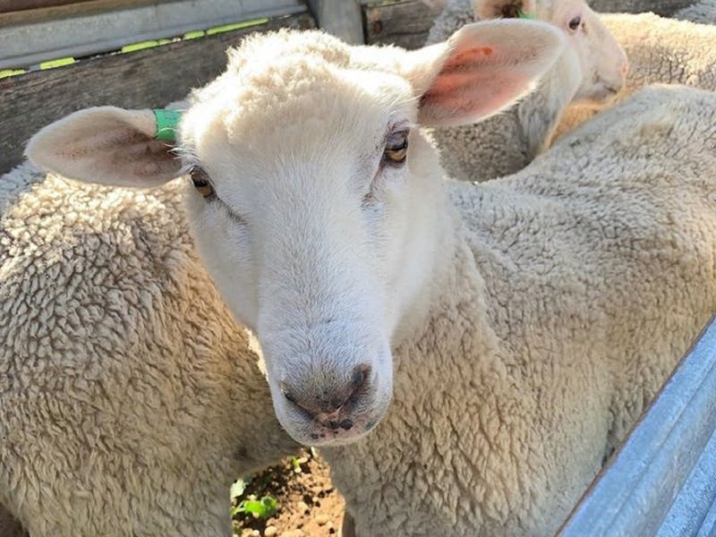 letsgokidsAU's tweet photo. Have a great day out with the family at the Farmgate Festival in the Tamar Valley (Tasmania) this weekend. Nov 21st. 
https://t.co/3YmKNvSmLR
#tasmanianevent #events #tasmania #visittasmania #tamarvalley #launceston #georgetown #letsgokids https://t.co/bjDTwrOnRB