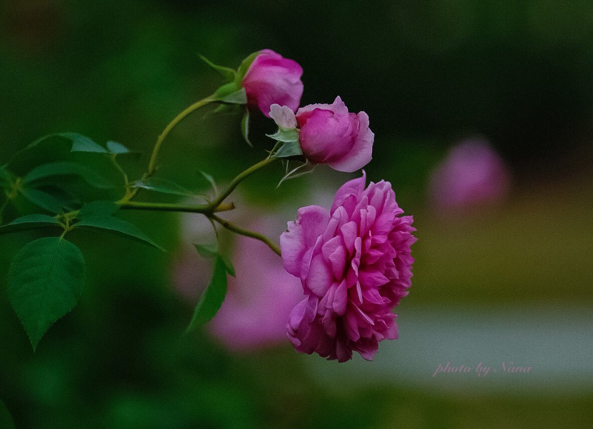 Flowersforyu Twitter Search Twitter