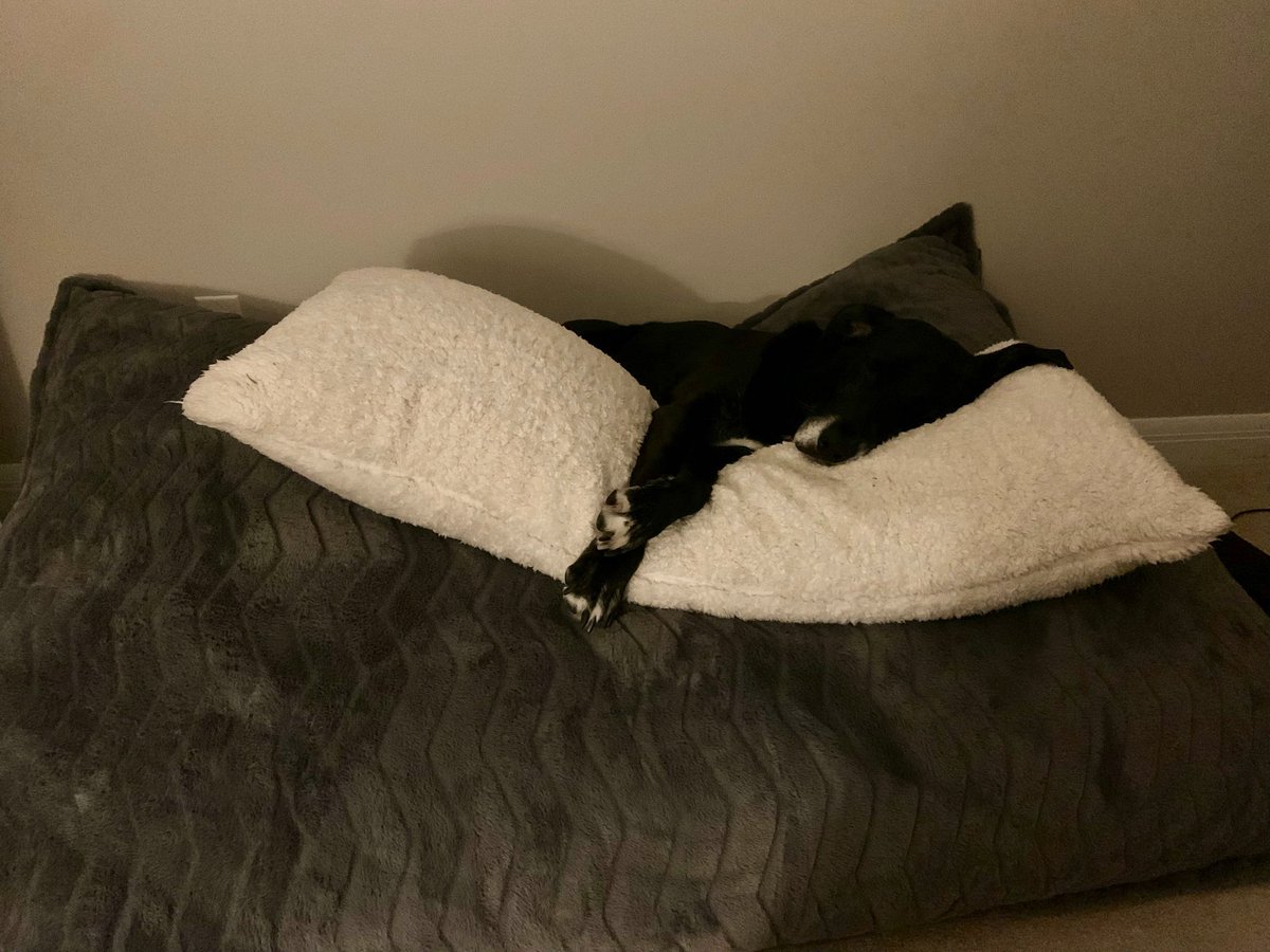 It’s really getting out of control….#TheDogStillRules