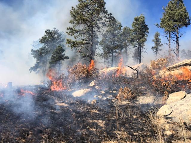 CarsonNF's tweet photo. Fire managers completed 1600 acres on the Valle Vidal Hart Canyon prescribed burn today. Smoke may be visible in the areas of Cimarron, Ute Park, Raton, Costilla and Amalia. #NMFireInfo https://t.co/98N1CLhzz3