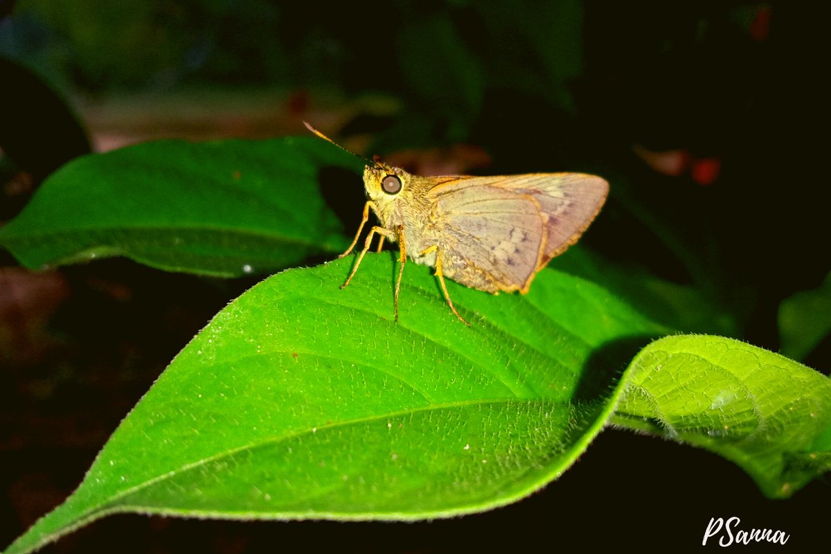Sg_sanna's tweet photo. They are not easy to catch
but it seems they were also tired.
That's how a person can click them
#nightmoths
#catterpillars
#mobilephotography
#mobilographer
#northgarohillsmeghalaya https://t.co/RvkDNOUAxz