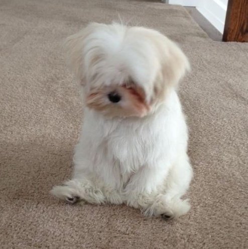 mingyu as puppies 🐶 (@mingyupuppies) on Twitter photo 