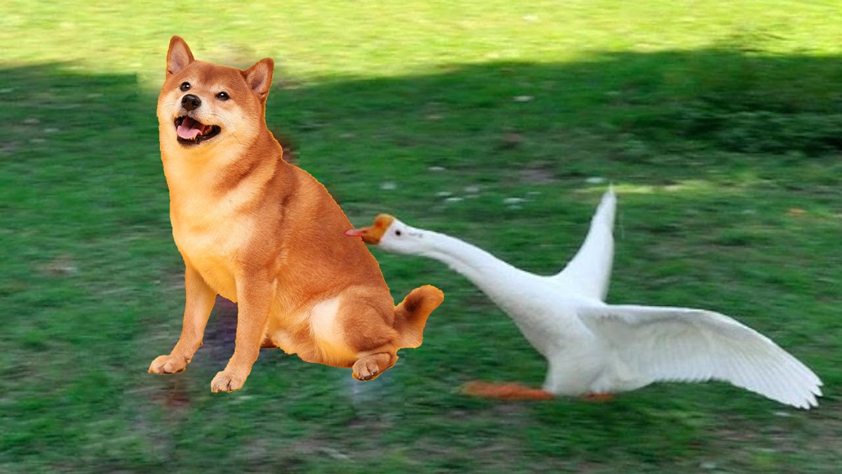 FutureWhales110's tweet photo. BUY QUACK NOW = Soon Become Millionaire 
@RichQuack #Quack #richquack #BNB #Bitcoin #Crypto https://t.co/qhAAJJKwCj