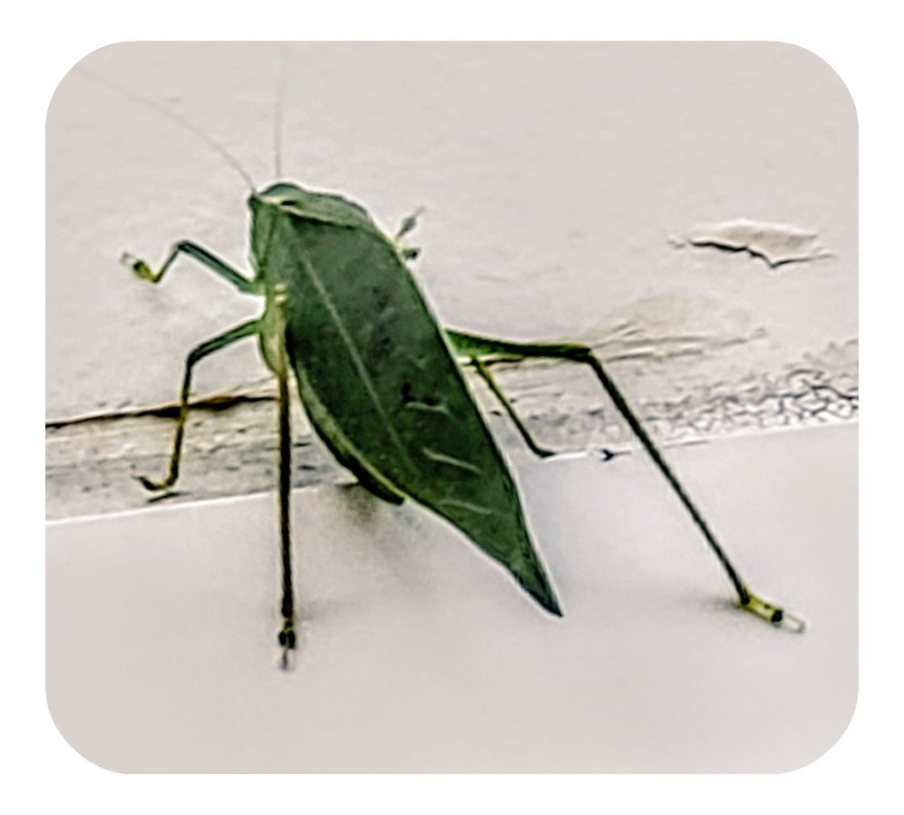 RealJoAnnBush's tweet photo. This #Cute Fella ๐ฆ landed on my Windowsill #Outside! ๐
He looks like a #Green ๐ #Leaf ๐ #Bug ๐? ๐ค
Anyone know it's real name? ๐
Pic: #JamminJo / #JoAnnBush 2021 ๐ธ
#LosAngeles #CA #optoutside #BugsOfTwitter ๐๐๐๐๐ #Wings #Bugs #GreenBug #picoftheday https://t.co/Zl896LtOGv