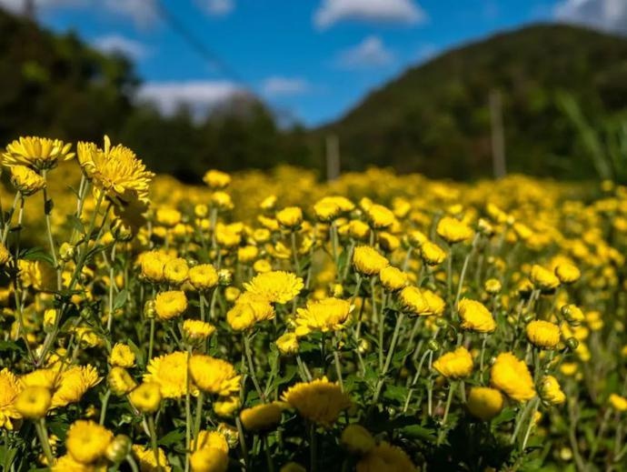 KunmingArea's tweet photo. #GlamourYunnan #Chrysanthemums are blooming all over the mountainside in #Longjiang township, #Baoshan City. #travel https://t.co/aLeZVXtUm0