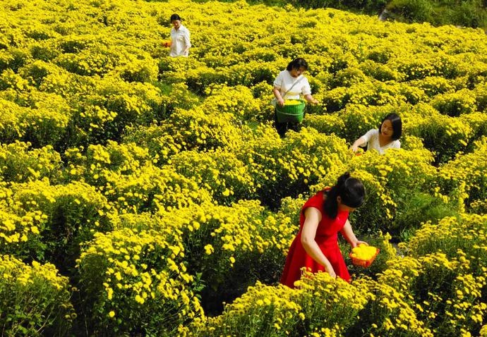 KunmingArea's tweet photo. #GlamourYunnan #Chrysanthemums are blooming all over the mountainside in #Longjiang township, #Baoshan City. #travel https://t.co/aLeZVXtUm0