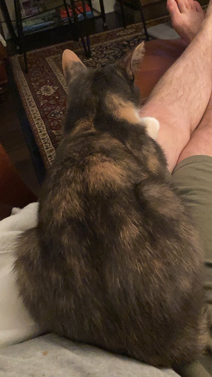 ZFusfeld's tweet photo. This is a blessed moment #CatsOfTwitter #CatsOnTwitter #catsonmylap #kitty #phoebe #pheebs https://t.co/mjMi8Eiv2j