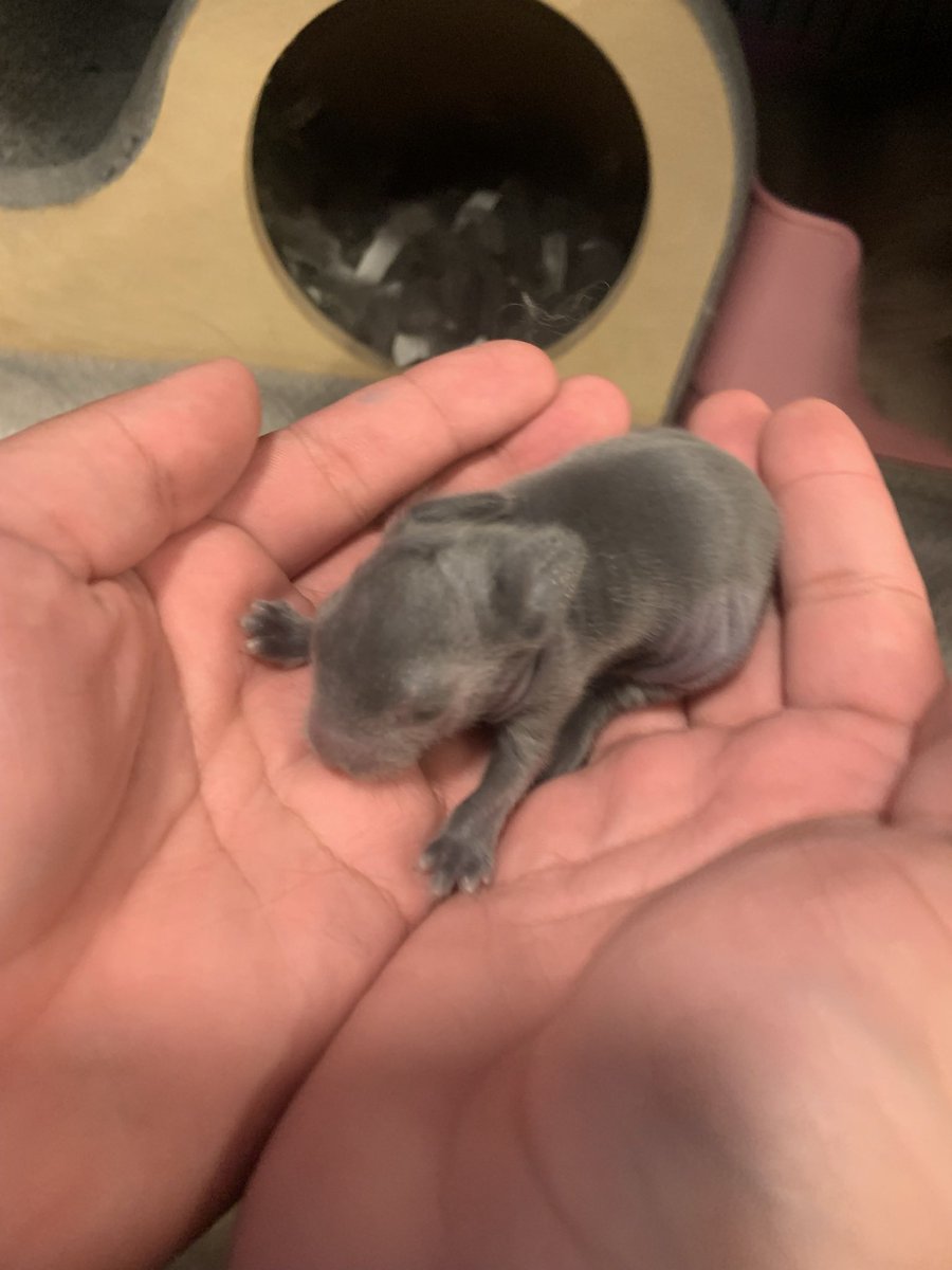 kuroiuz's tweet photo. My rabbit had kids 
#lionheadrabbit #lionrabbit #bunny #rabbit #babybunnies #babyrabbits #humperandannie # https://t.co/mvzlIngvxq