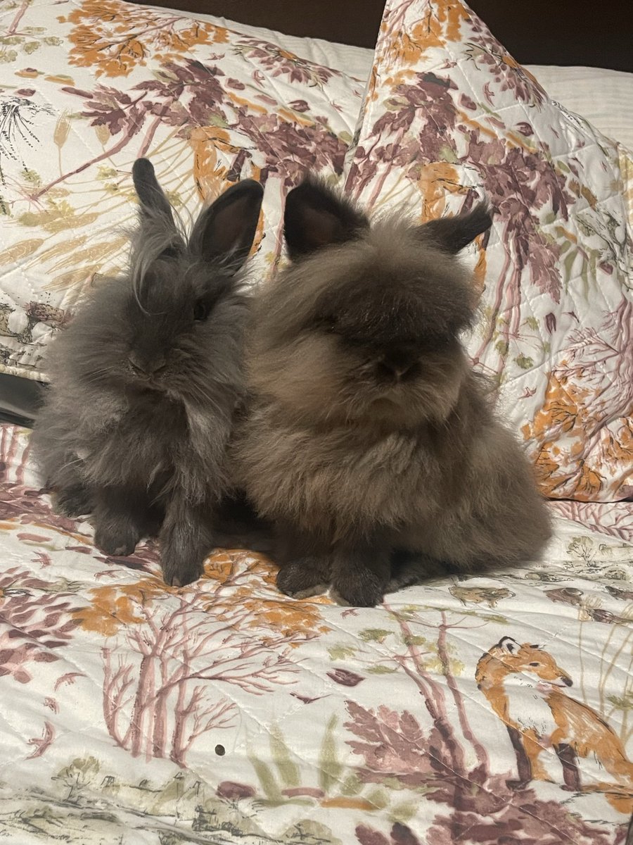 kuroiuz's tweet photo. My rabbit had kids 
#lionheadrabbit #lionrabbit #bunny #rabbit #babybunnies #babyrabbits #humperandannie # https://t.co/mvzlIngvxq