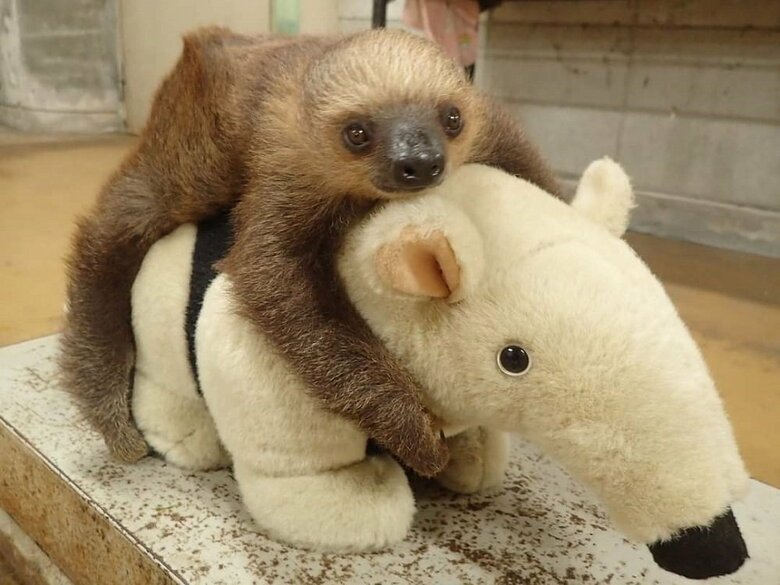 ナマケモノの赤ちゃんの体重測定が可愛すぎる なぜぬいぐるみ 理由を聞いた Twitter