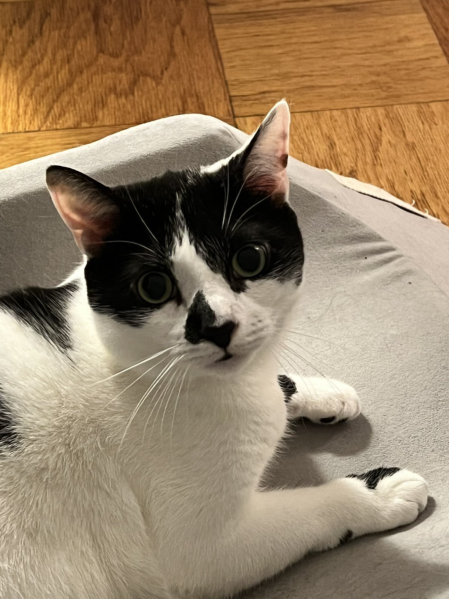 mir_was's tweet photo. Things I’ve done since setting up my new iPhone: take high quality pictures of Ollie https://t.co/X2Ef6mlPUT