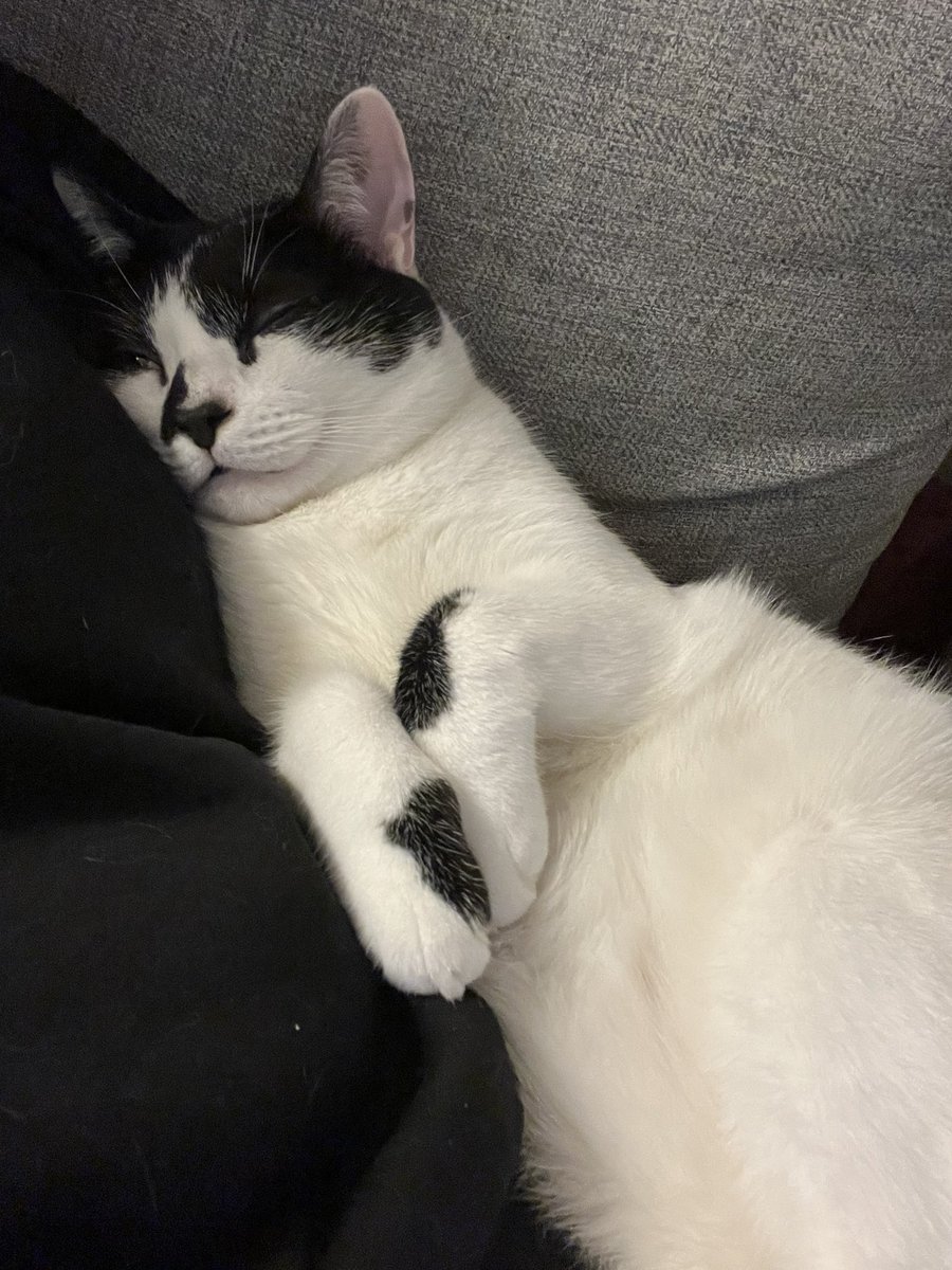 mir_was's tweet photo. Things I’ve done since setting up my new iPhone: take high quality pictures of Ollie https://t.co/X2Ef6mlPUT