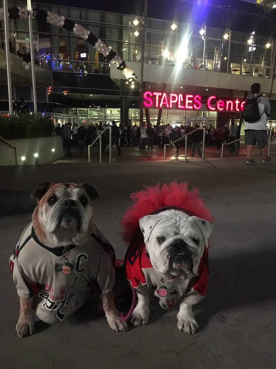OvietheBulldog's tweet photo. IT’S HOCKEY O’CLOCK! #ALLCAPS #LETSGOCAPS #CAPSkings! Sorry I couldn’t visit and see all my friends in LA! #CapsBulldog #CapitalsBulldog https://t.co/dMSJxTQulF