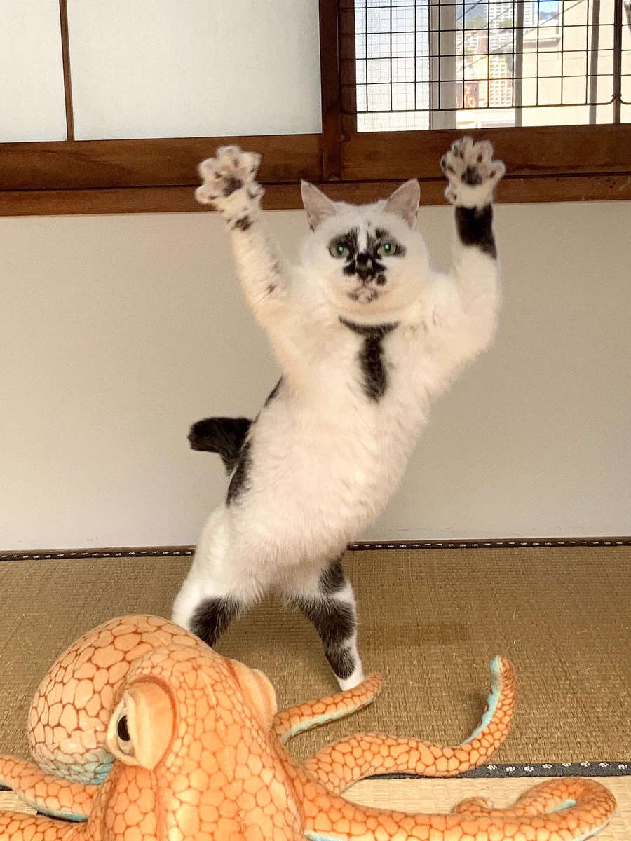 熱海 Muddy Cat on X: 