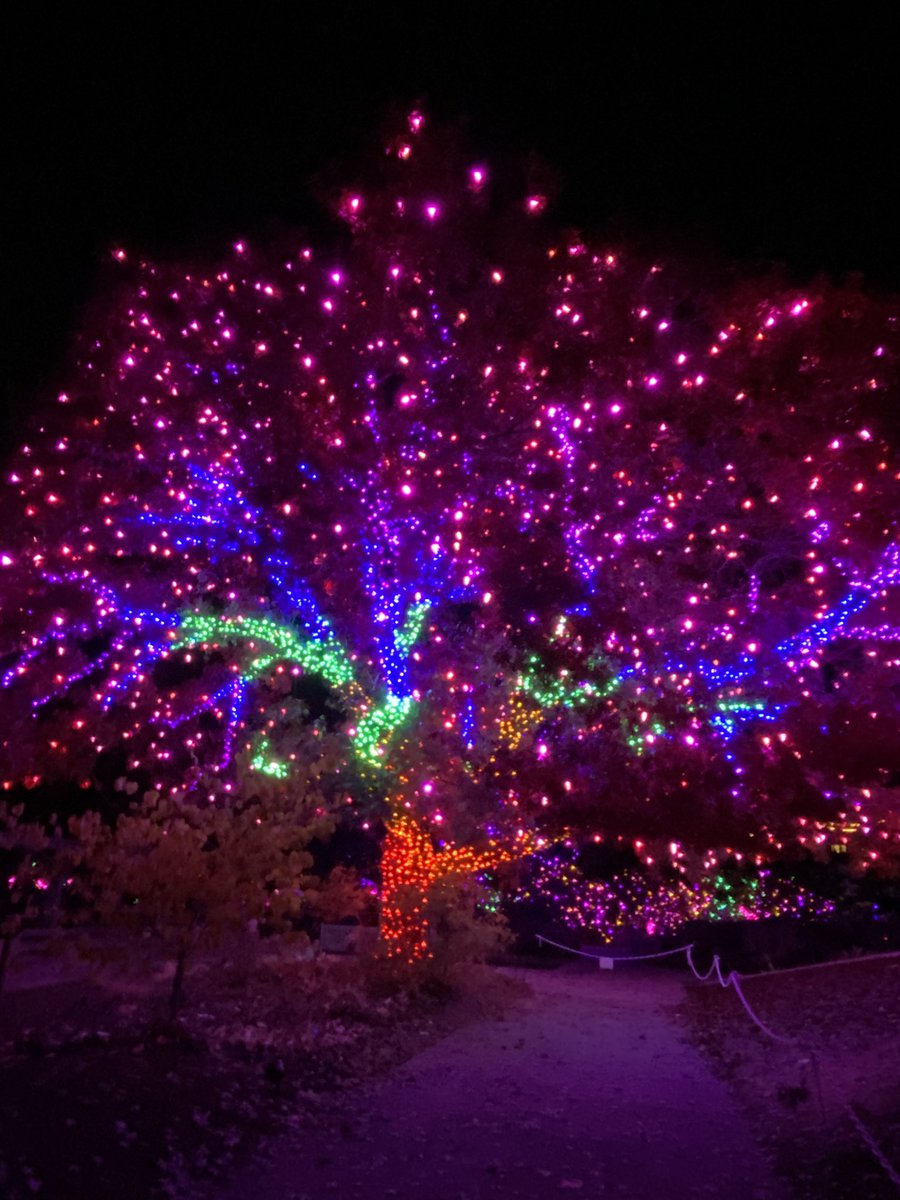 cu_medicine's tweet photo. Another wonderful night at Blossoms of Light @denverbotanic! A little chilly - so our CU Medicine gloves were a hit! Proud to be a partner for the display this holiday season ❤️ #FeelingFestive #WeCU #CUMedicine #BlossomsOfLight https://t.co/jRE2zqR9zQ