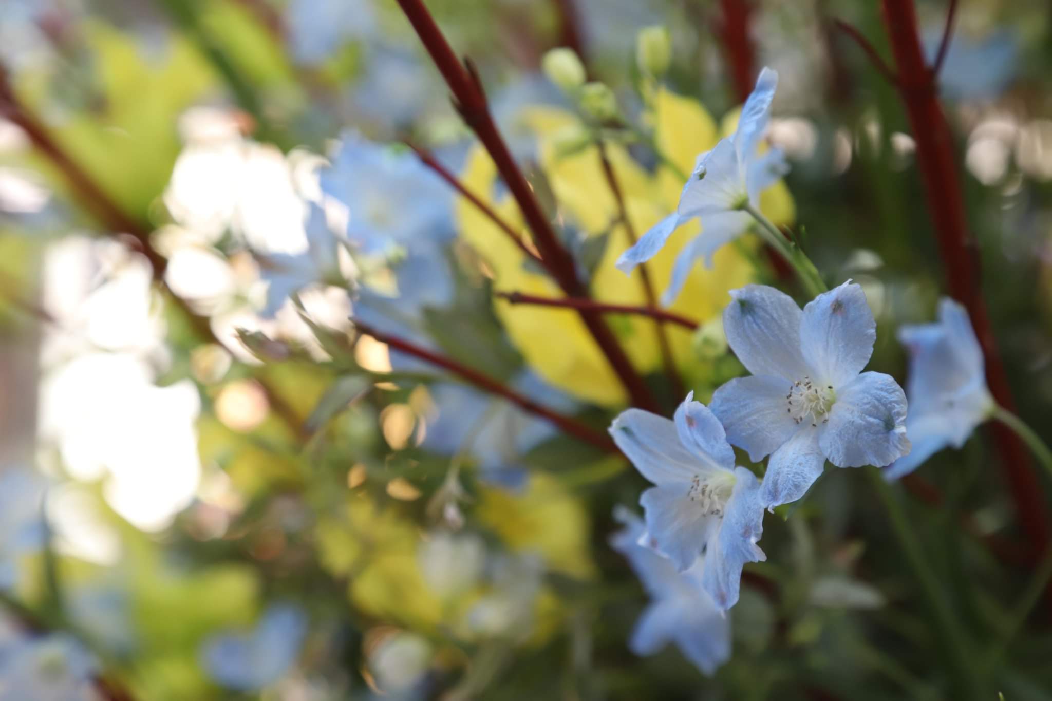 中部国際空港セントレア 今こそ花のチカラを 愛知県が花き産出額日本一の 花の王国 であることにちなみ セントレア第1ターミナル3階中央に花きを展示しています 見る人の心を癒し 気分を上げてくれます ぜひ足を止めてご覧ください T Co