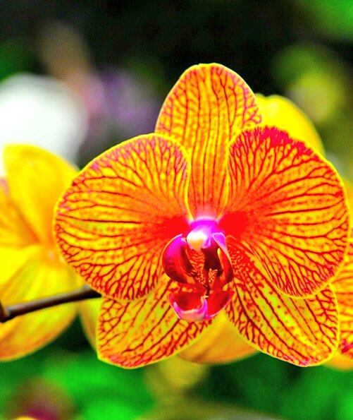 орхидея азиан оранж. фаленопсис мультифлора оранж. фаленопсис оранж блоссом. фаленопсис оранж. орхидея фаленопсис оранж.