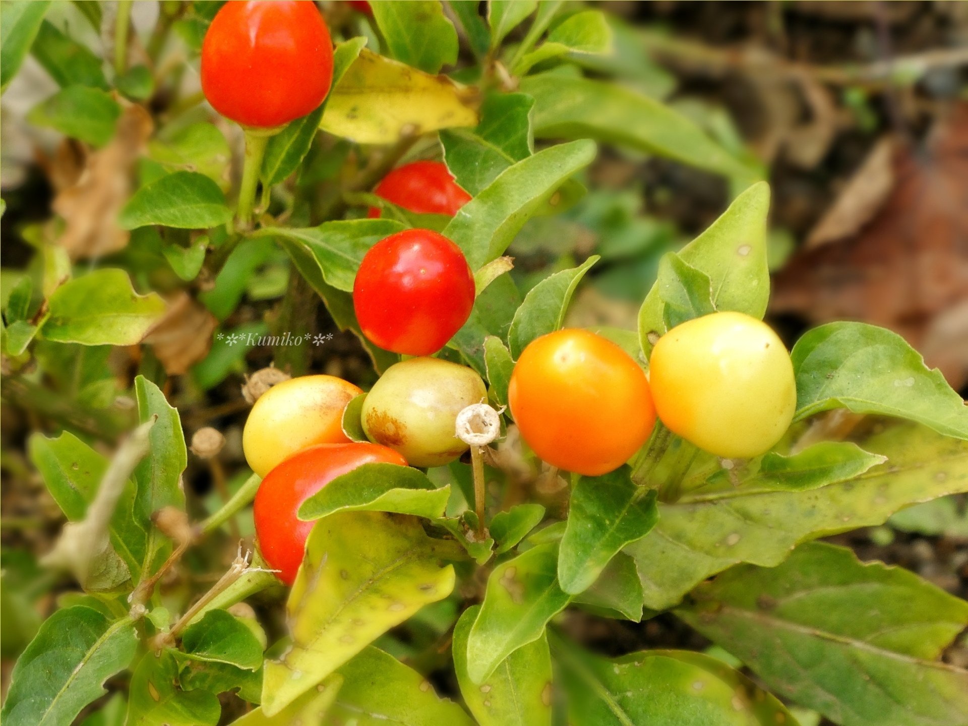 フユサンゴ Twitter Search Twitter