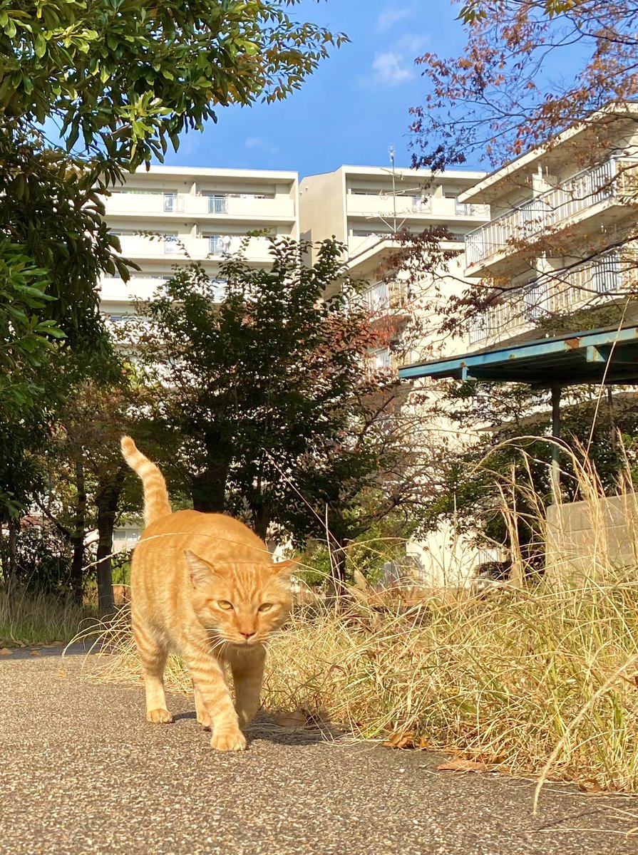 nyanpillow's tweet photo. 晴れてきたにゃあ🌤🐈

では行って参る❣️ ※天気関係ない

モフ曜日の午後もご安全に🙏

#ヒルソラ #鉄塔 #猫 #地域猫
#カンナ #ランタナ（先日撮影 https://t.co/BIrPhEF1fr